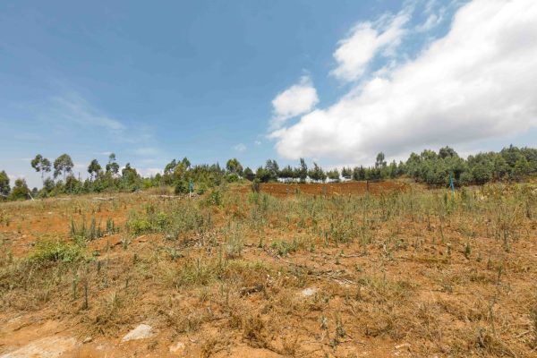 1/8th Acre Plots in Kamangu – Ndiguini